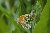 Anthocharis cardamines