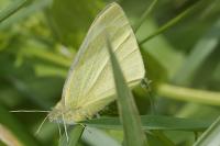 Pieris rapae