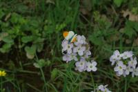 Anthocharis cardamines