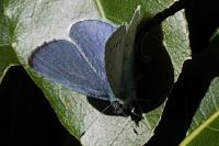 Celastrina argiolus