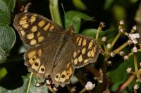 Pararge aegeria