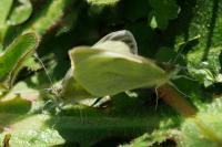 Pieris brassicae