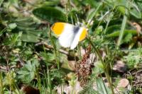 Anthocharis cardamines