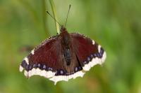 Nymphalis antiopa
