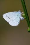 Celastrina argiolus