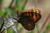 Lasiommata megera