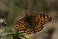 Issoria lathonia