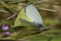 Pieris rapae