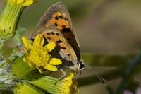 Lycaena phlaeas