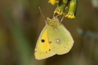 Colias crocea