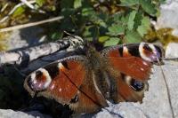 Aglais io