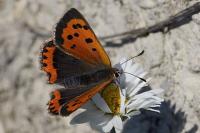 Lycaena phlaeas