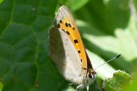 Lycaena phlaeas