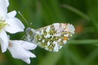 Anthocharis cardamines