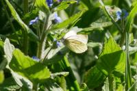 Pieris napi