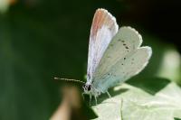 Celastrina argiolus