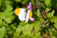 Anthocharis cardamines