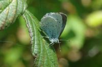 Celastrina argiolus
