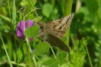 Erynnis tages