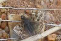 Erynnis tages