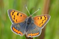Lycaena phlaeas