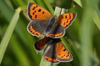 Lycaena phlaeas