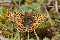 Boloria dia