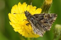 Carcharodus alceae
