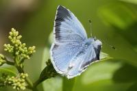 Celastrina argiolus