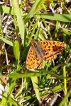 Boloria dia