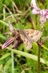 Erynnis tages