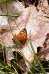 Lycaena phlaeas
