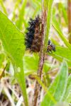 Melitaea phoebe