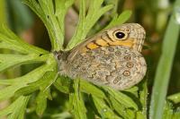 Lasiommata megera
