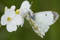 Anthocharis cardamines
