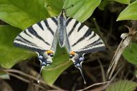 Iphiclides podalirius