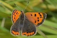 Lycaena phlaeas