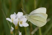 Pieris rapae