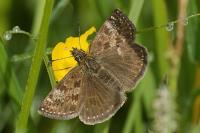 Erynnis tages