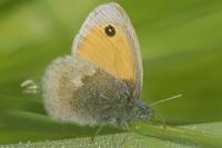 Coenonympha pamphilus