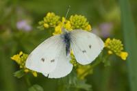 Pieris rapae