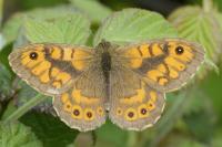 Lasiommata megera