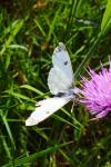 Anthocharis cardamines