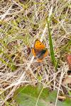 Lycaena phlaeas