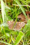 Erynnis tages
