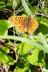 Boloria dia