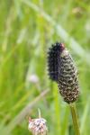 Melitaea cinxia