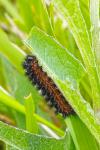 Melitaea phoebe