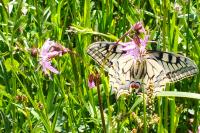 Papilio machaon