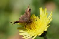 Erynnis tages